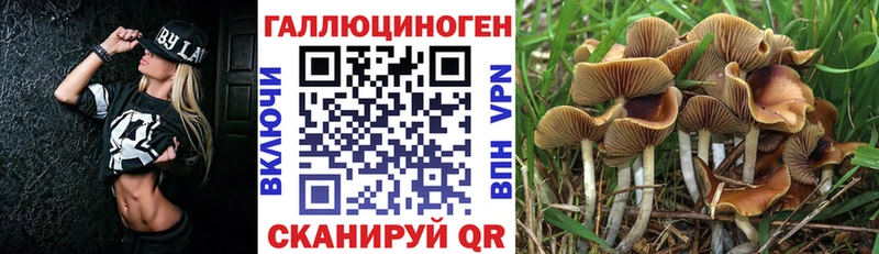 Купить где  Нальчик  Галлюциногенные грибы MAGIC MUSHROOMS 